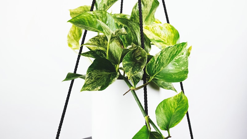 世界杯决赛高清直播画面，球场全景